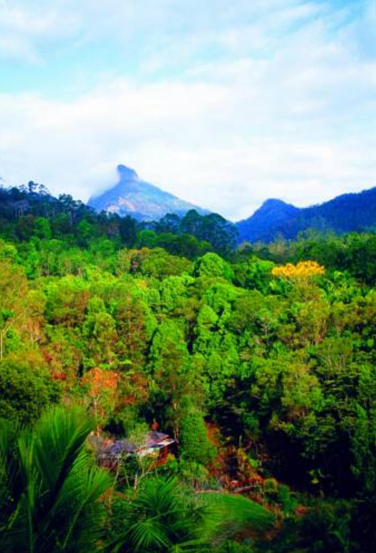 Mt Warning Rainforest Retreat
