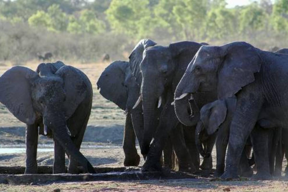 Gwango Elephant Lodge Hotel Dete Zimbabwe