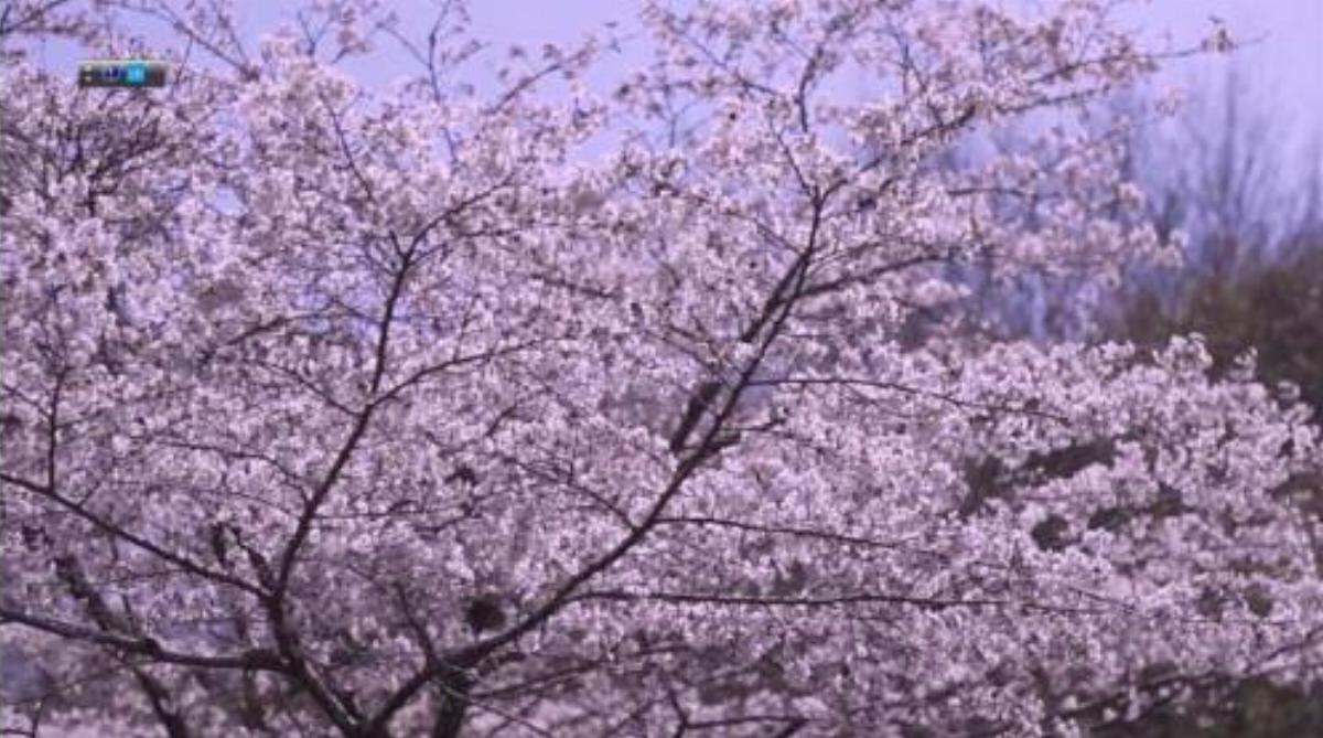 Midori Plum blossom B Hotel Atsugi Japan