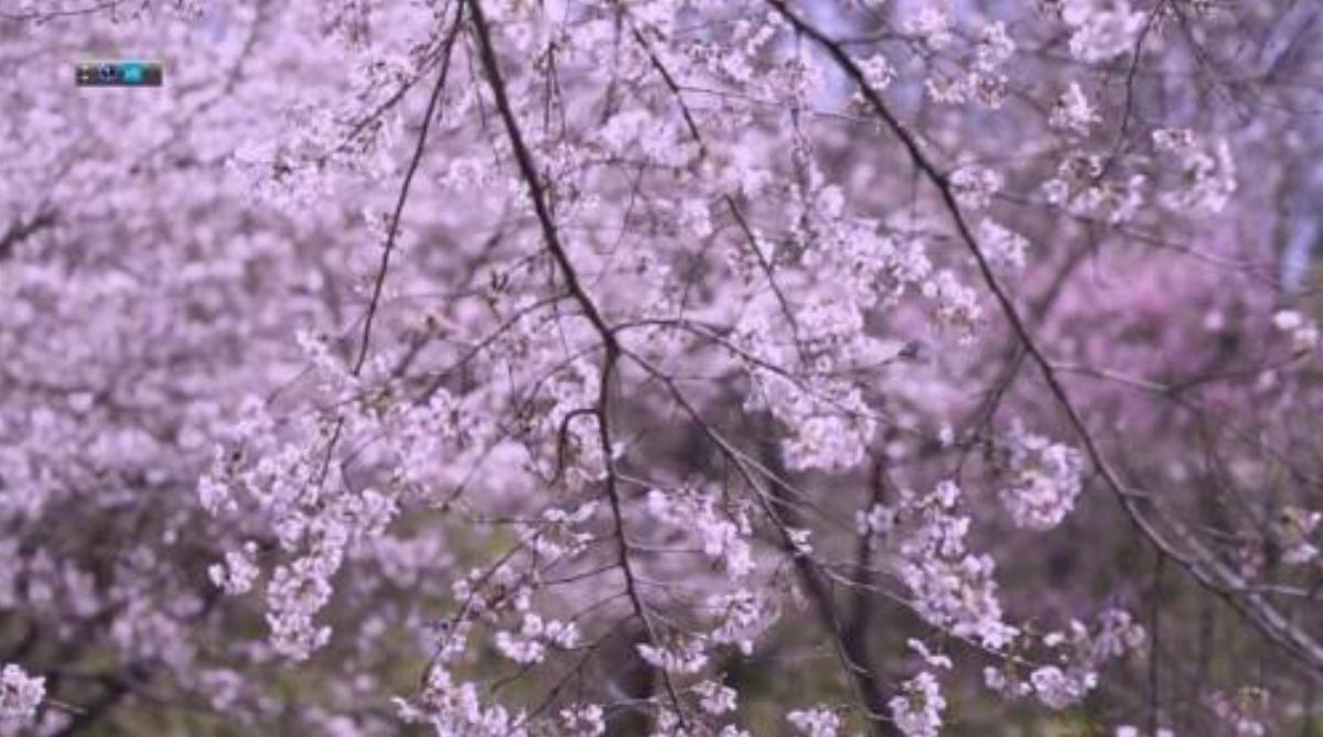 Midori Plum blossom B Hotel Atsugi Japan