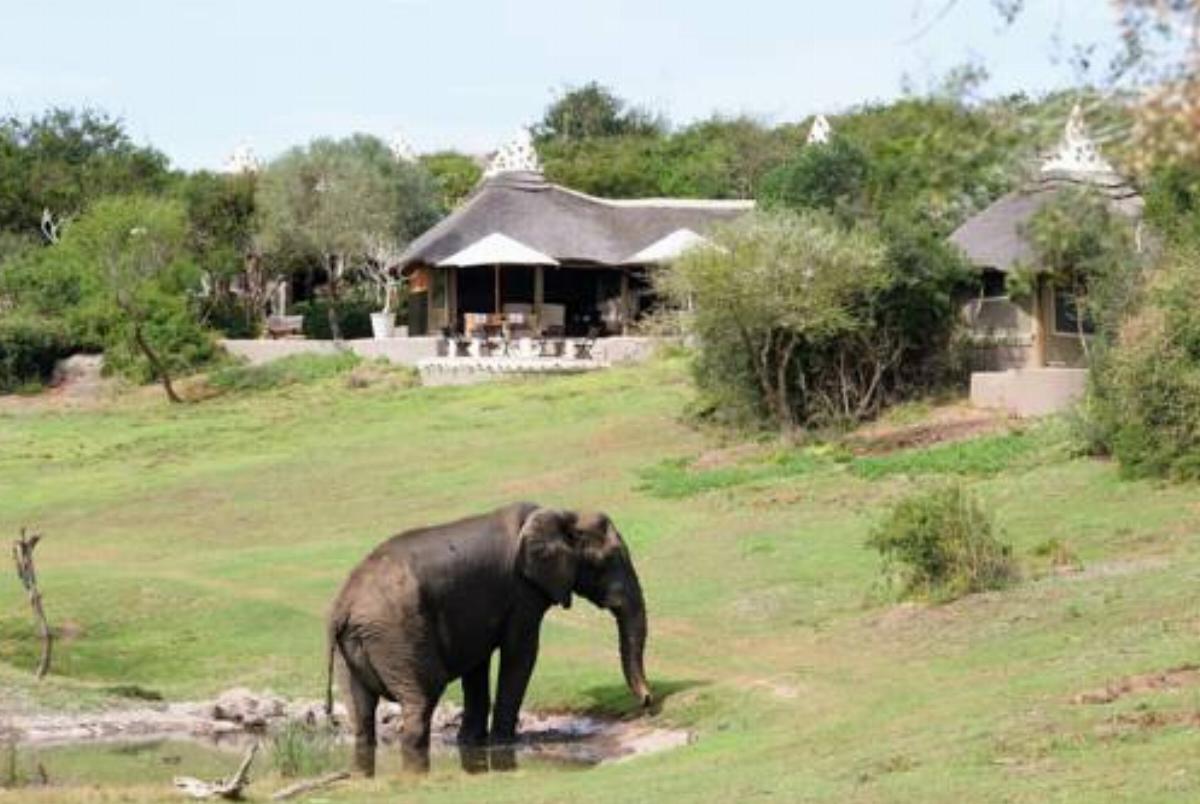 Safari Lodge Hotel Amakhala Game Reserve South Africa