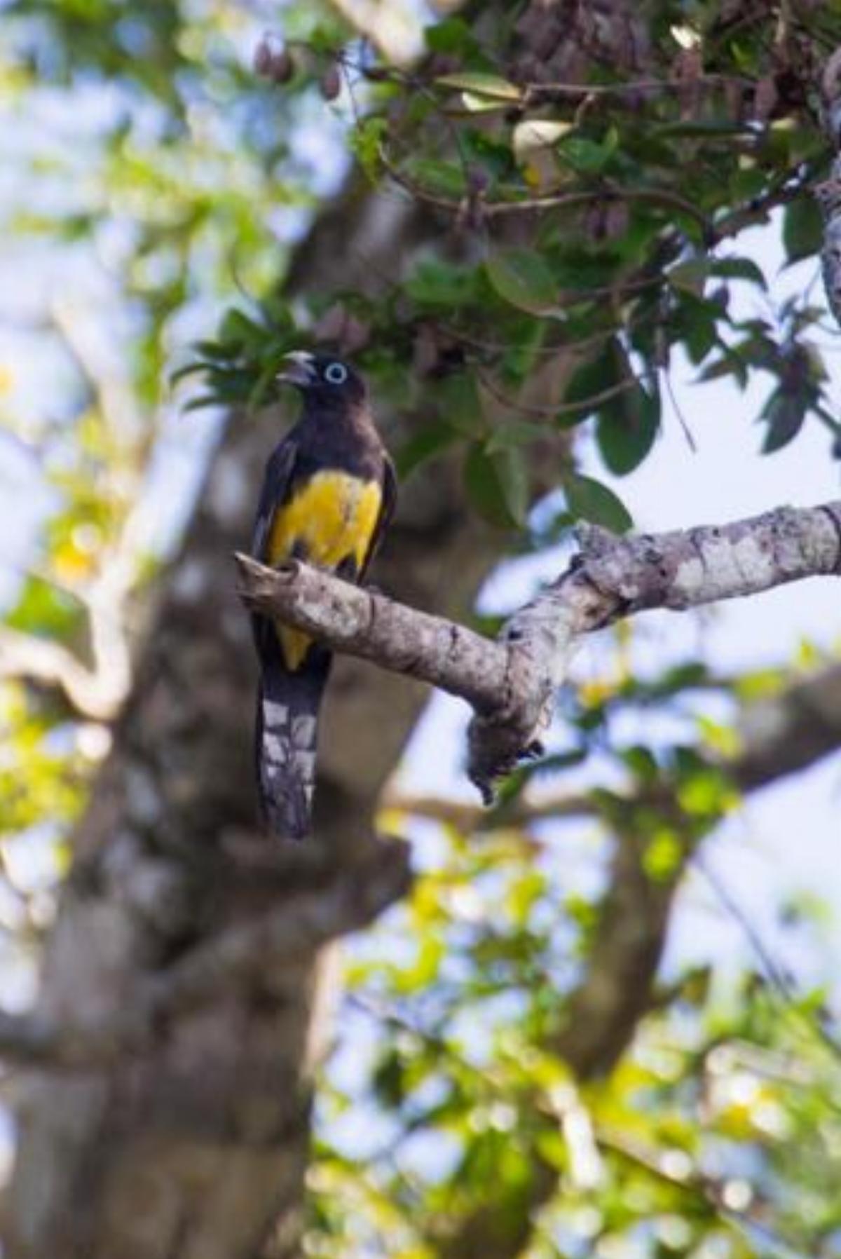 See Belize Birdwatchers Vacation Rental Getaway Hotel Crooked Tree Belize